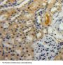 Hypoxia Inducible Factor 1 Alpha (HIF1a) Antibody