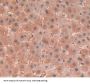 LBP Antibody