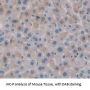 Protein O-GlcNAcase / MGEA5 (OGA) Antibody