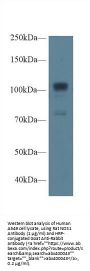 NOS1 Antibody