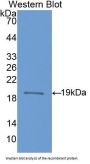 NOS1 Antibody