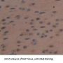 NOS1 Antibody