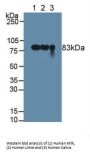 Polymeric Immunoglobulin Receptor (PIGR) Antibody