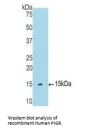 Polymeric Immunoglobulin Receptor (PIGR) Antibody
