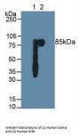 Polymeric Immunoglobulin Receptor (PIGR) Antibody