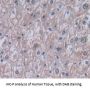 Polymeric Immunoglobulin Receptor (PIGR) Antibody