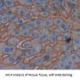 Polymeric Immunoglobulin Receptor (PIGR) Antibody
