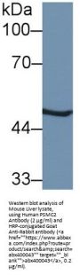 26S Proteasome Regulatory Subunit 7 (PSMC2) Antibody