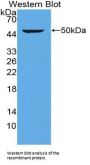 26S Proteasome Regulatory Subunit 10B (PSMC6) Antibody