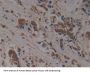 26S Proteasome Regulatory Subunit 10B (PSMC6) Antibody