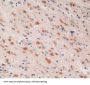 26S Proteasome Regulatory Subunit 10B (PSMC6) Antibody