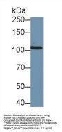 PSA Antibody