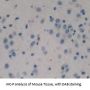 PSA Antibody