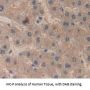 Retinol Binding Protein 4, Plasma (RBP4) Antibody