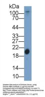 Retinol Binding Protein 4, Plasma (RBP4) Antibody