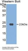Retinol Binding Protein 4, Plasma (RBP4) Antibody