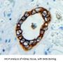 ESAM Antibody