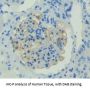 Fibroblast Growth Factor 1, Acidic / AFGF (FGF1) Antibody