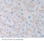 Glutathione S Transferase Kappa 1 (GSTk1) Antibody