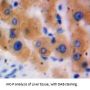 Glutathione S Transferase Theta 2 (GSTt2) Antibody