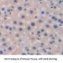 Inter Alpha-Globulin Inhibitor H1 (ITIH1) Antibody