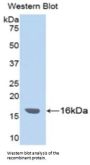 Inter Alpha-Globulin Inhibitor H4 (ITIH4) Antibody
