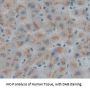 Inter Alpha-Globulin Inhibitor H4 (ITIH4) Antibody