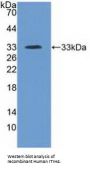 Inter Alpha-Globulin Inhibitor H4 (ITIH4) Antibody