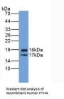Inter Alpha-Globulin Inhibitor H4 (ITIH4) Antibody