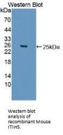Inter Alpha-Globulin Inhibitor H5 (ITIH5) Antibody