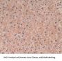 Transforming Growth Factor Beta 3 (TGFb3) Antibody
