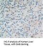 Vascular Cell Adhesion Molecule 1 (VCAM1) Antibody