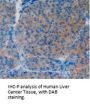 Vascular Cell Adhesion Molecule 1 (VCAM1) Antibody
