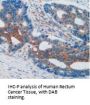 Vascular Cell Adhesion Molecule 1 (VCAM1) Antibody