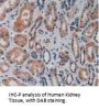 Vascular Cell Adhesion Molecule 1 (VCAM1) Antibody