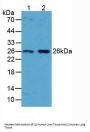 B-Cell CLL/Lymphoma 2 Like Protein (Bcl2L) Antibody