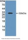B-Cell CLL/Lymphoma 2 Like Protein (Bcl2L) Antibody