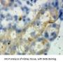 B-Cell CLL/Lymphoma 2 Like Protein (Bcl2L) Antibody