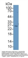 B-Cell CLL/Lymphoma 2 Like Protein (Bcl2L) Antibody
