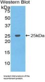 B-Cell CLL/Lymphoma 2 Like Protein (Bcl2L) Antibody