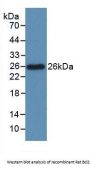 B-Cell CLL/Lymphoma 2 Like Protein (Bcl2L) Antibody