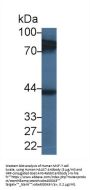 HAUS Augmin Like Complex Subunit 7 (HAUS7) Antibody