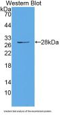 HAUS Augmin Like Complex Subunit 7 (HAUS7) Antibody