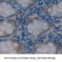 HAUS Augmin Like Complex Subunit 7 (HAUS7) Antibody