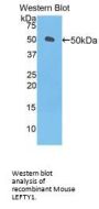 Left/Right Determination Factor 1 (LEFTY1) Antibody