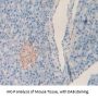 Left/Right Determination Factor 1 (LEFTY1) Antibody