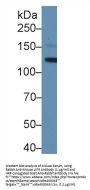 LIFR Antibody