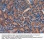 LIFR Antibody