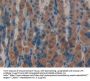 LIFR Antibody
