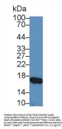 Retinol Binding Protein 2, Cellular (RBP2) Antibody